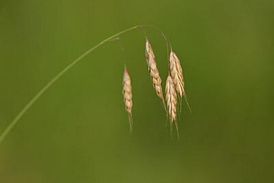 BUITEN BEELD Foto: 444337