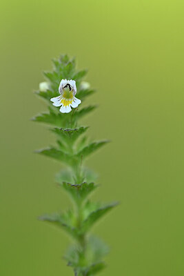 BUITEN BEELD Foto: 444338
