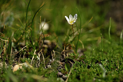 BUITEN BEELD Foto: 444339