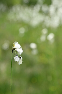 BUITEN BEELD Foto: 444340