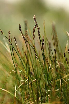 BUITEN BEELD Foto: 444342