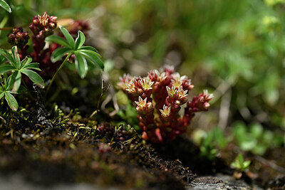 BUITEN BEELD Foto: 444343