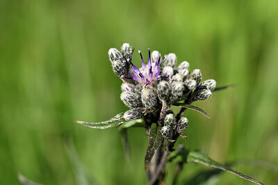 BUITEN BEELD Foto: 444344