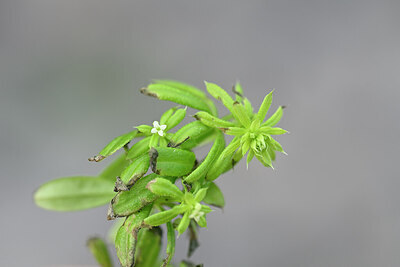 BUITEN BEELD Foto: 444346