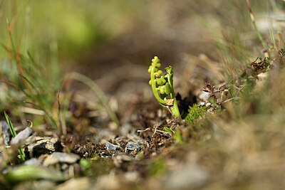 BUITEN BEELD Foto: 444347
