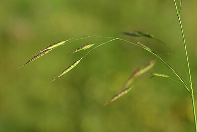 BUITEN BEELD Foto: 444348