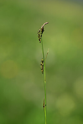 BUITEN BEELD Foto: 444349