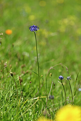 BUITEN BEELD Foto: 444351