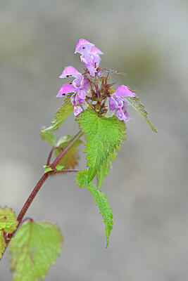 BUITEN BEELD Foto: 444353