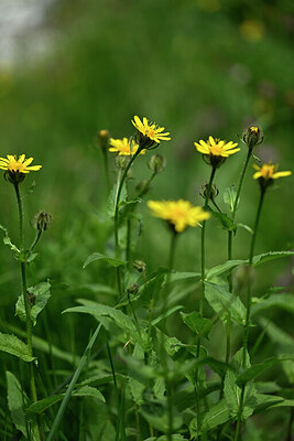 BUITEN BEELD Foto: 444354