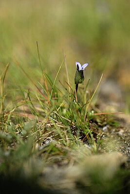 BUITEN BEELD Foto: 444356