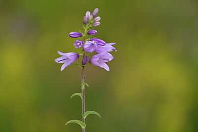 BUITEN BEELD Foto: 444357