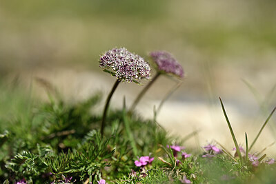 BUITEN BEELD Foto: 444360