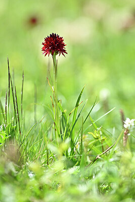 BUITEN BEELD Foto: 444361