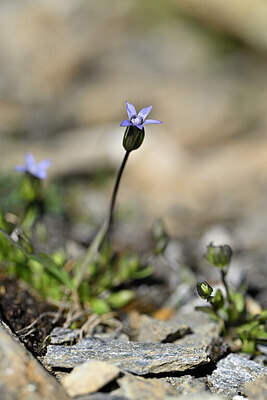 BUITEN BEELD Foto: 444362