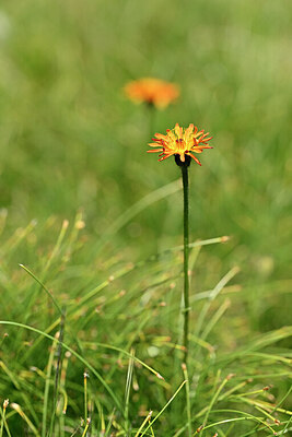 BUITEN BEELD Foto: 444366