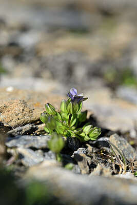 BUITEN BEELD Foto: 444367