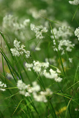 BUITEN BEELD Foto: 444368