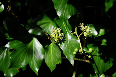 BUITEN BEELD Foto: 444369
