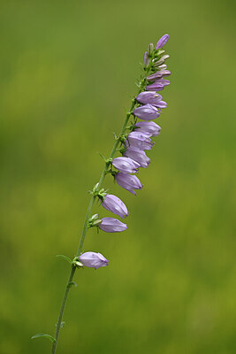BUITEN BEELD Foto: 444370