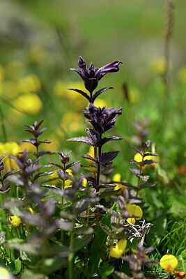 BUITEN BEELD Foto: 444371
