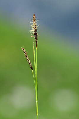 BUITEN BEELD Foto: 444372