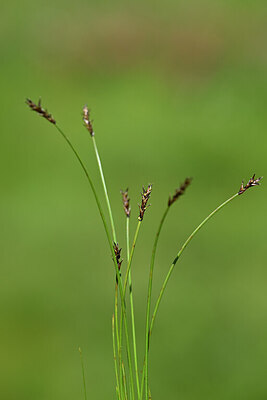 BUITEN BEELD Foto: 444373