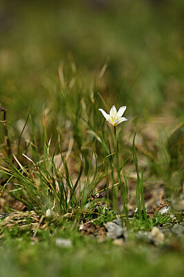 BUITEN BEELD Foto: 444375