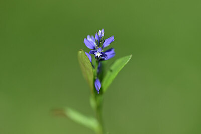BUITEN BEELD Foto: 444376