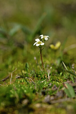 BUITEN BEELD Foto: 444379