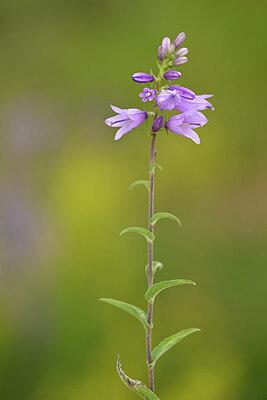 BUITEN BEELD Foto: 444380