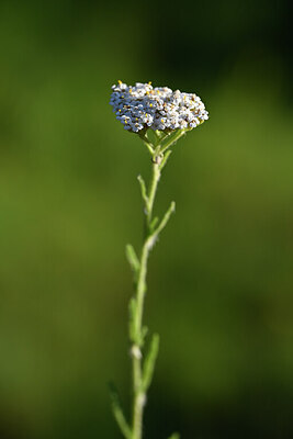 BUITEN BEELD Foto: 444381