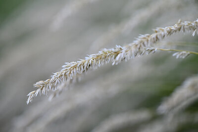 BUITEN BEELD Foto: 444383