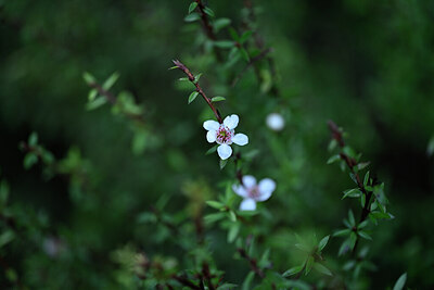 BUITEN BEELD Foto: 444384