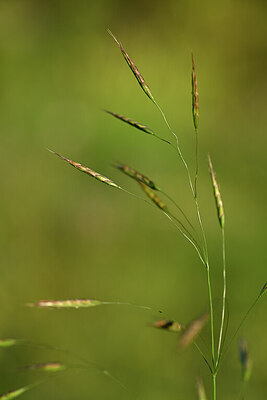 BUITEN BEELD Foto: 444386