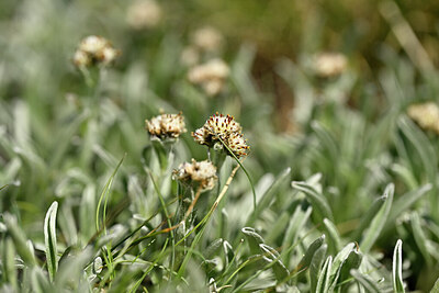 BUITEN BEELD Foto: 444387