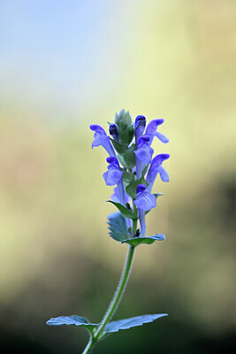 BUITEN BEELD Foto: 444388