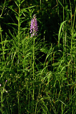 BUITEN BEELD Foto: 444391