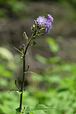 BUITEN BEELD Foto: 444393