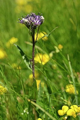 BUITEN BEELD Foto: 444395