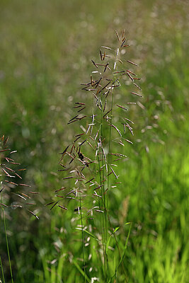 BUITEN BEELD Foto: 444398