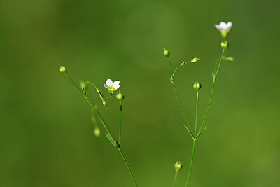 BUITEN BEELD Foto: 444401