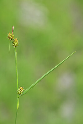 BUITEN BEELD Foto: 444404