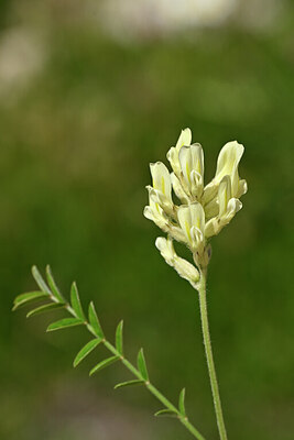 BUITEN BEELD Foto: 444406