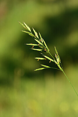 BUITEN BEELD Foto: 444408