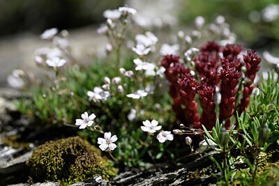 BUITEN BEELD Foto: 444409