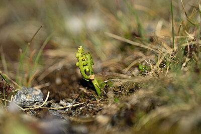 BUITEN BEELD Foto: 444411