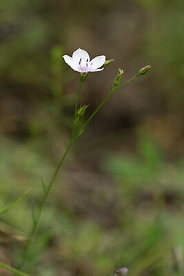 BUITEN BEELD Foto: 444414