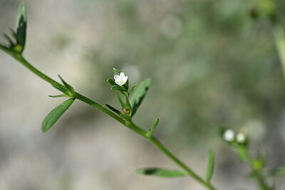 BUITEN BEELD Foto: 444416