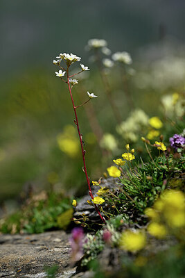 BUITEN BEELD Foto: 444417
